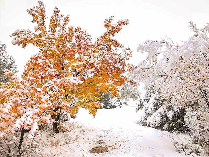 Morning Snow on Fall Colors