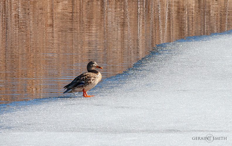 Mallard Duck On Ice