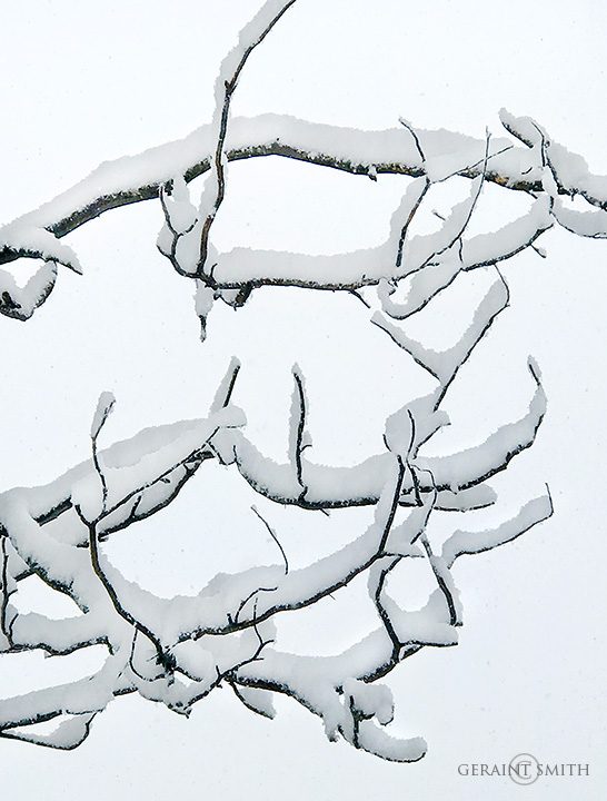snow_branches_4657-2744128