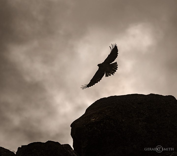 Red-tailed Hawk, Rio Grande Gorge