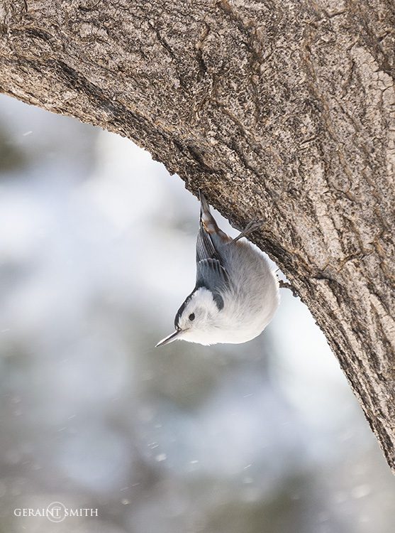 white_breasted_nuthatch_dsc8823-3268638