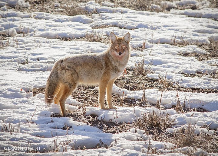 Coyote Winter Morning