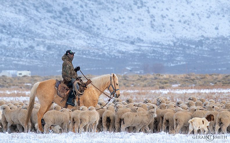 Shepherd On The Range, Southern Colorado