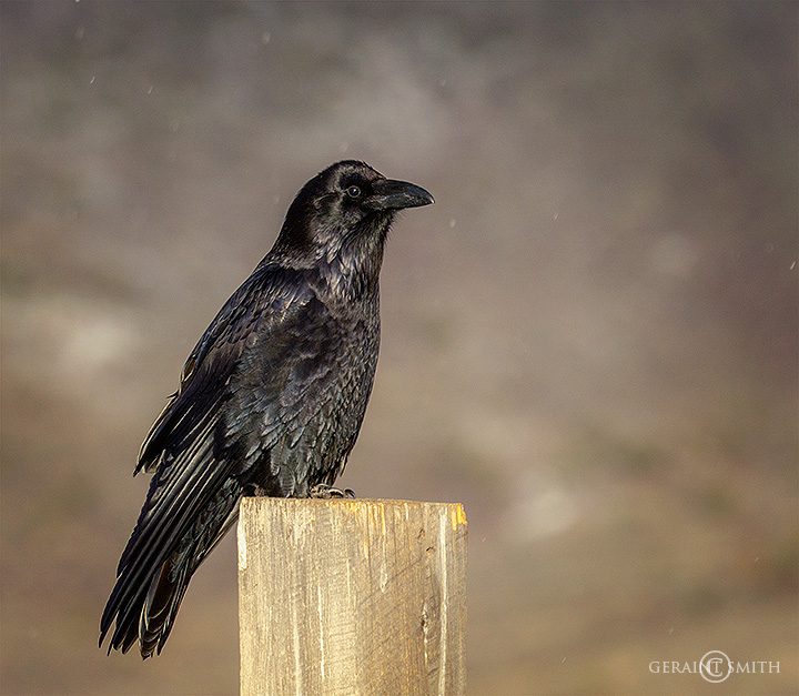 Raven On The Post