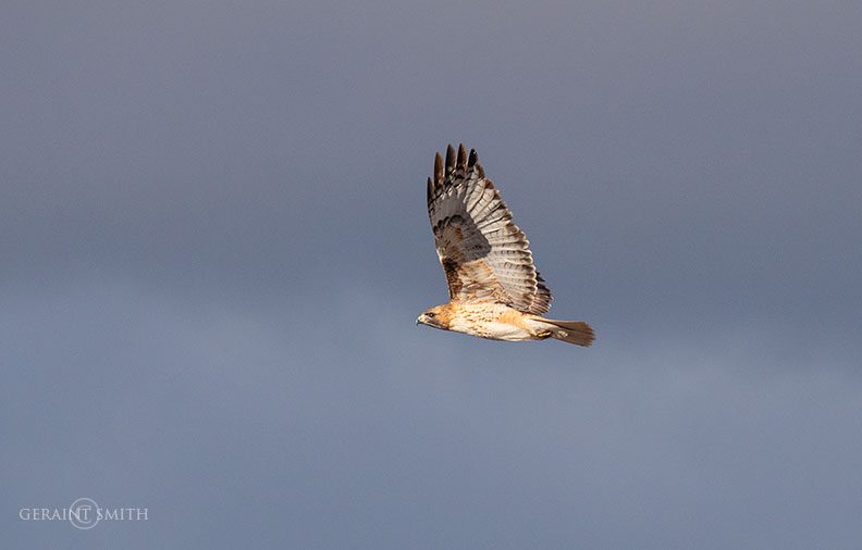red_tailed_hawk_san_luis_valley_a7r_9905-4399898