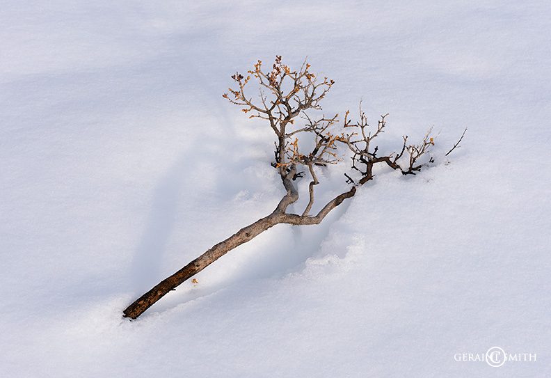 Snow branch Valdez