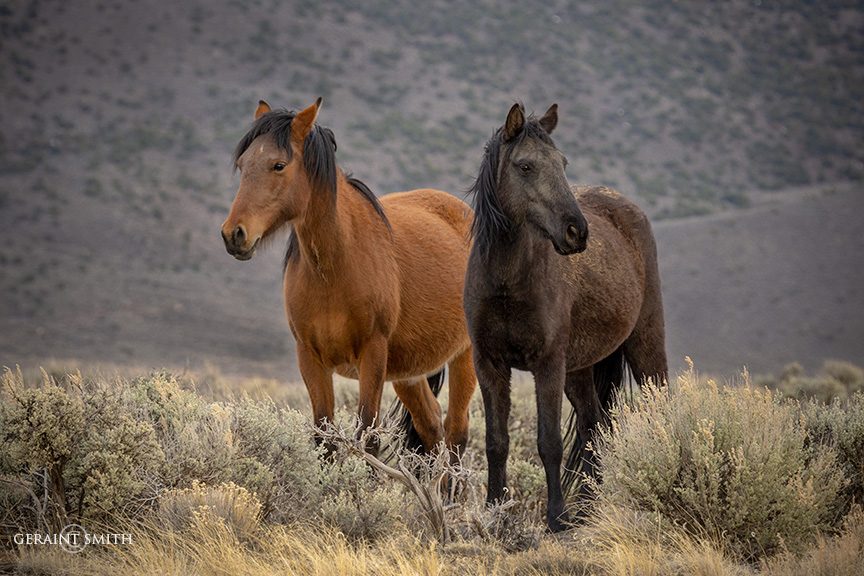 Wild Horses, Colorado