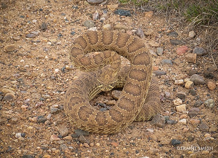 Rattlesnake At Fort Union, NM