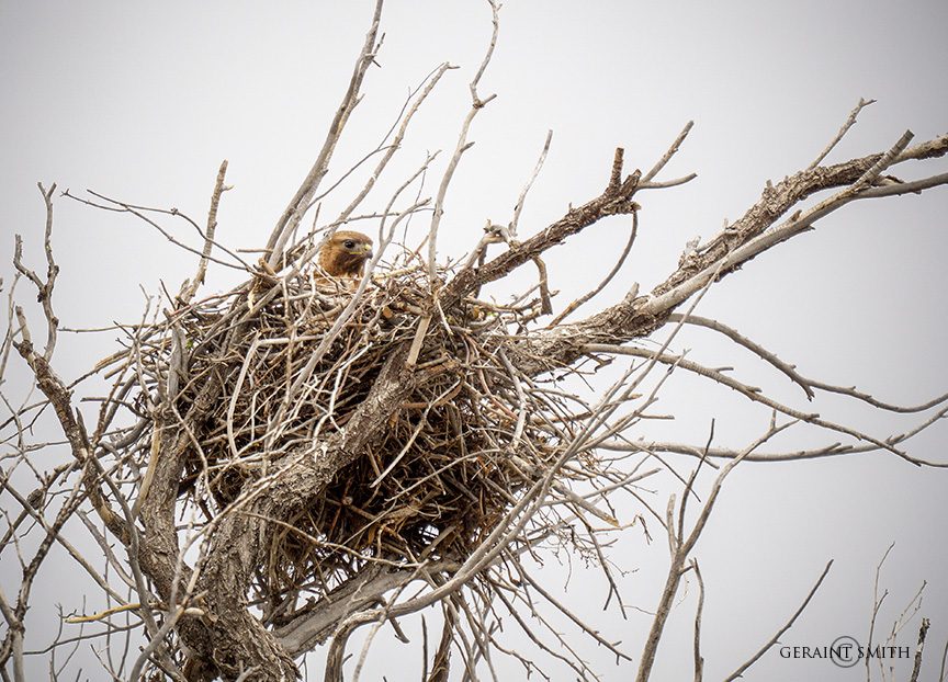 Nesting Red-Tailed Hawk