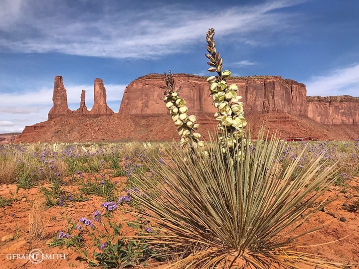 yucca_monument_valley_2523-8522901