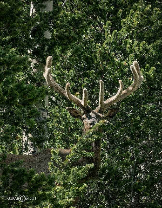 Bull Elk, watcher in the woods. 