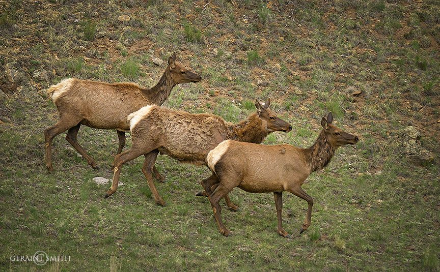 Elk Cows, In The High Country