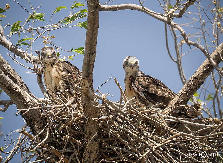 Chicks, Juvenile Red-Tailed Hawk Nest