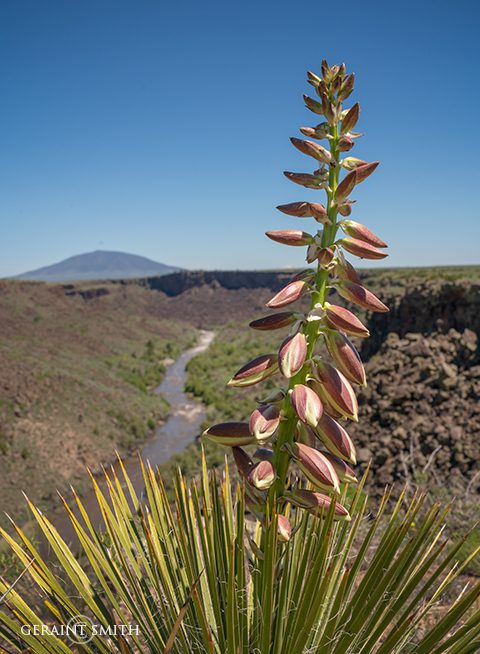 yucca_bloom_wild_rivers_a7r_7942-6222600