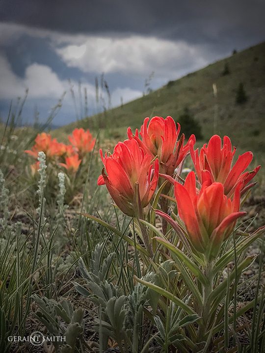 Indian Paintbrush in the Valle Vidal, NM.