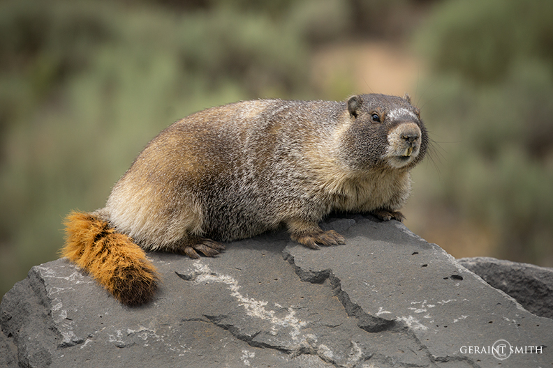 Marmot on a roadside perch in southern Colorado.