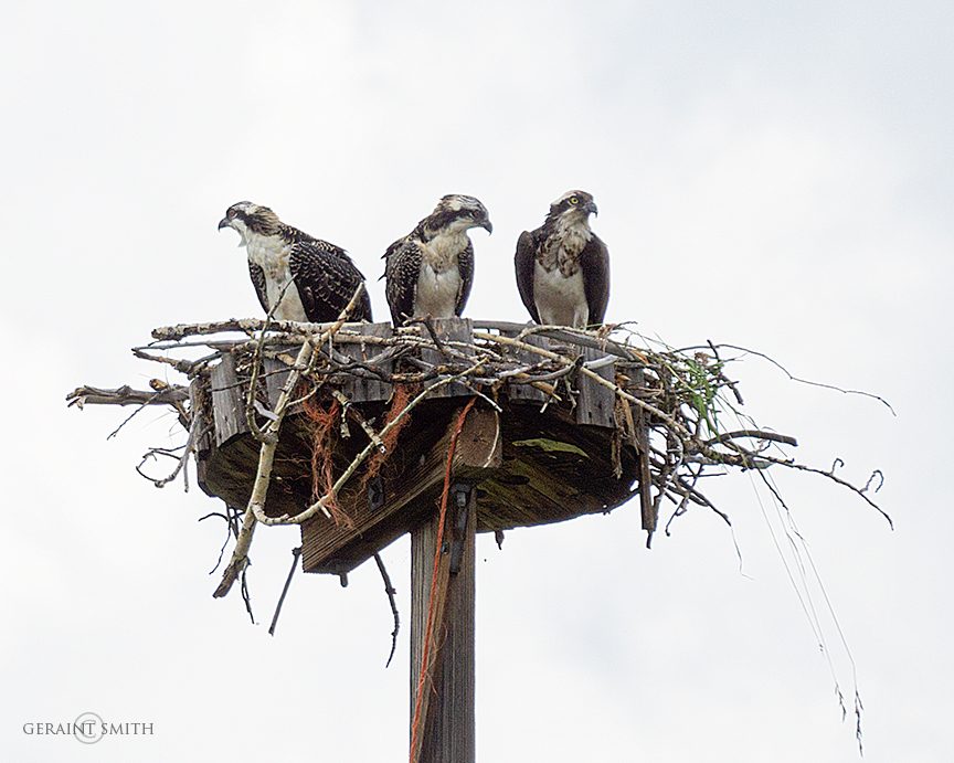 Osprey family in the Chama Valley