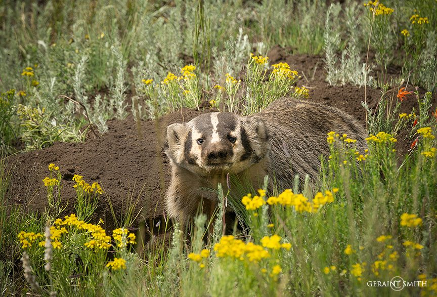 Badger, Northern New Mexico
