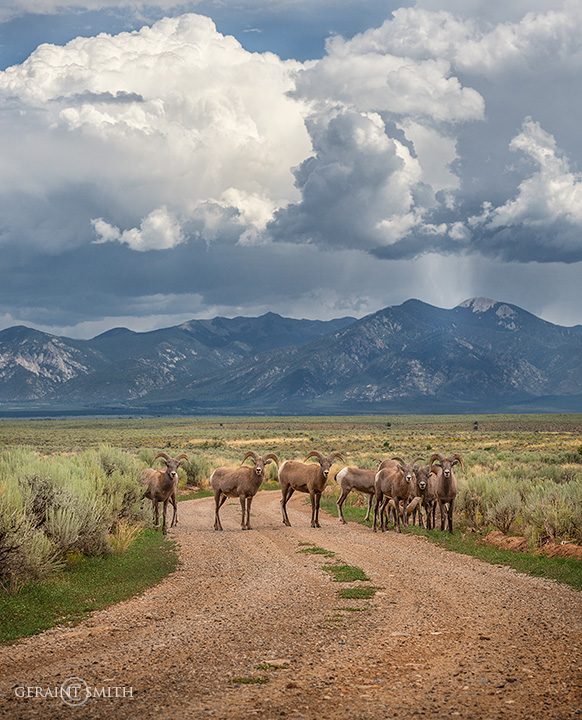 Bachelor Rams, Taos Mountain