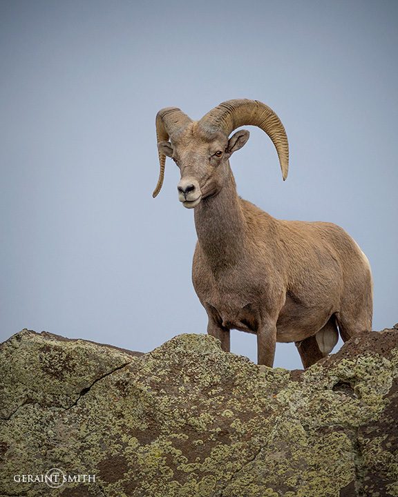 Bighorn Ram, A Young One