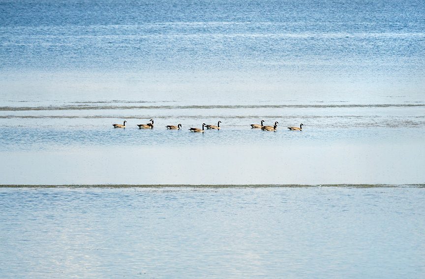 Canada Geese, Lake 13, Maxwell NWR
