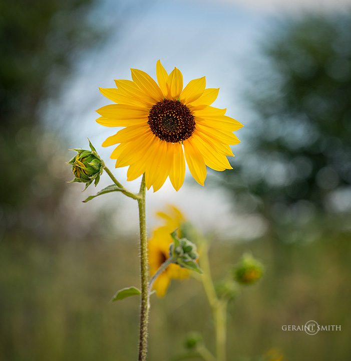 sunflower_san_luis-valley_a7r_0656_0657-8948840