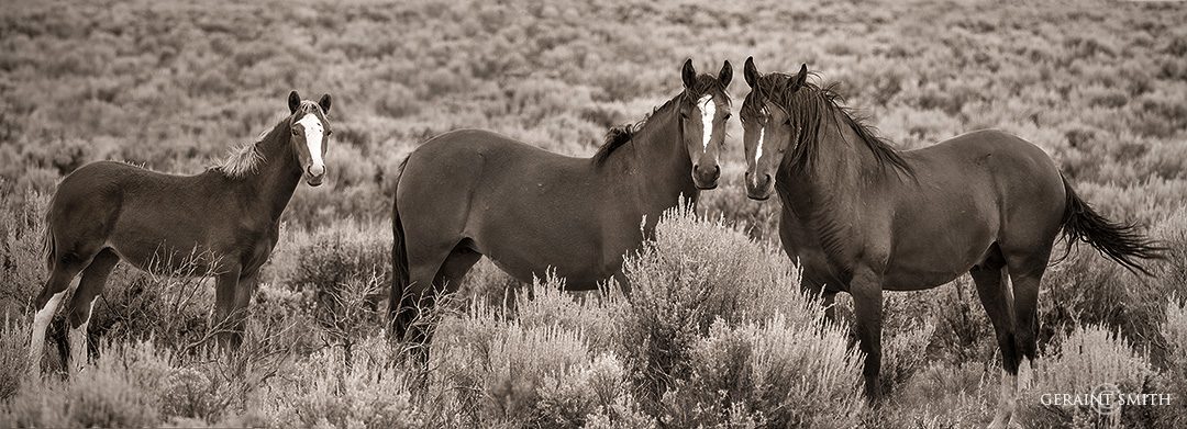 Wild Mustang, Southern Colorado