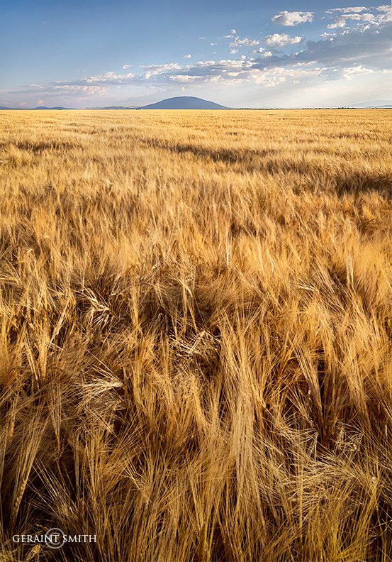 Barley Fields, Ute Mountain, Colorado