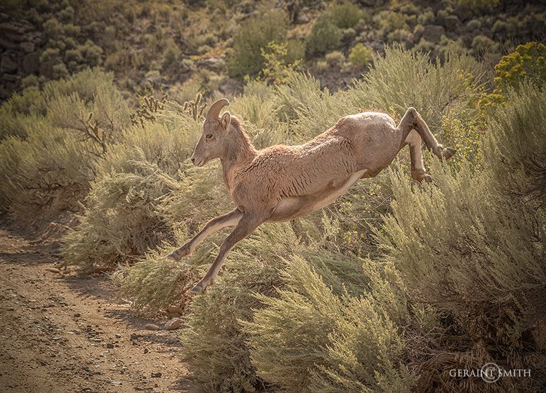 bighorn_sheep_young_ram_leaping_a7r_2447-4901736