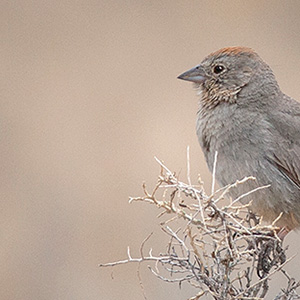 Canyon Towhee, in the garden San Cristobal NM