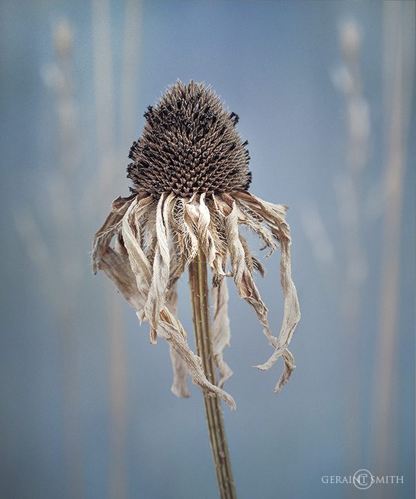 Cone Flower, (retired), Taos, NM.