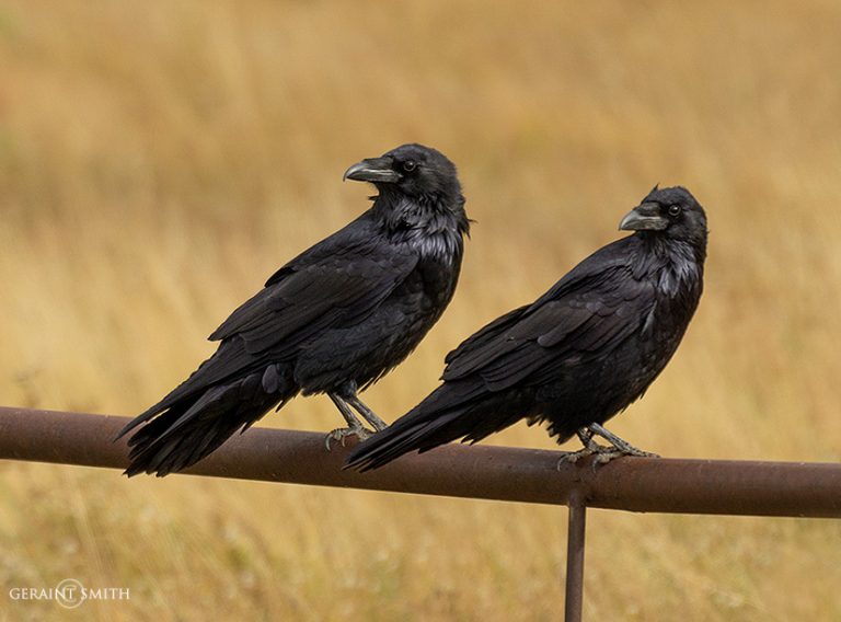 Ravens, on the Enchanted Circle, Scenic Byway in northern New Mexico.
