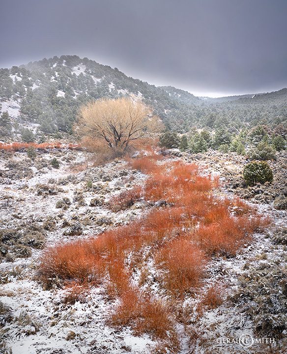 arroyo_hondo_cottonwood_red_willows_a7r_5726_5728-2185919