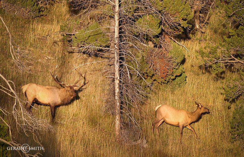 Elk, Sunlight, Yellowstone, Wyoming
