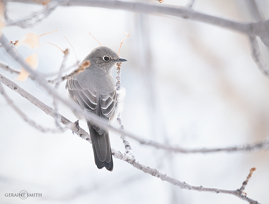 Townsend Solitaire In The Winter Tree