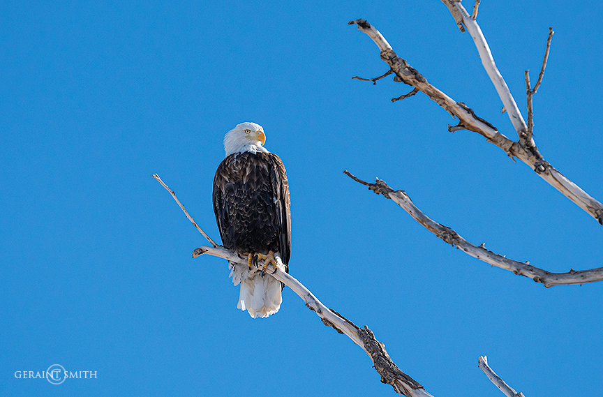 Bald Eagle, Monte Vista NWR, Colorado.