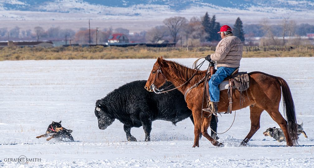 Cattle dogs, bulls, horses, on a round up.