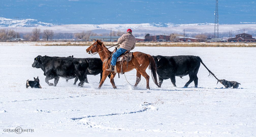 Cattle dogs, bulls, horses, on a round up.