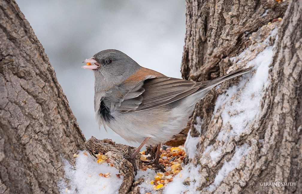 Dark-Eyed Juncos, in the garden and the snow today.
