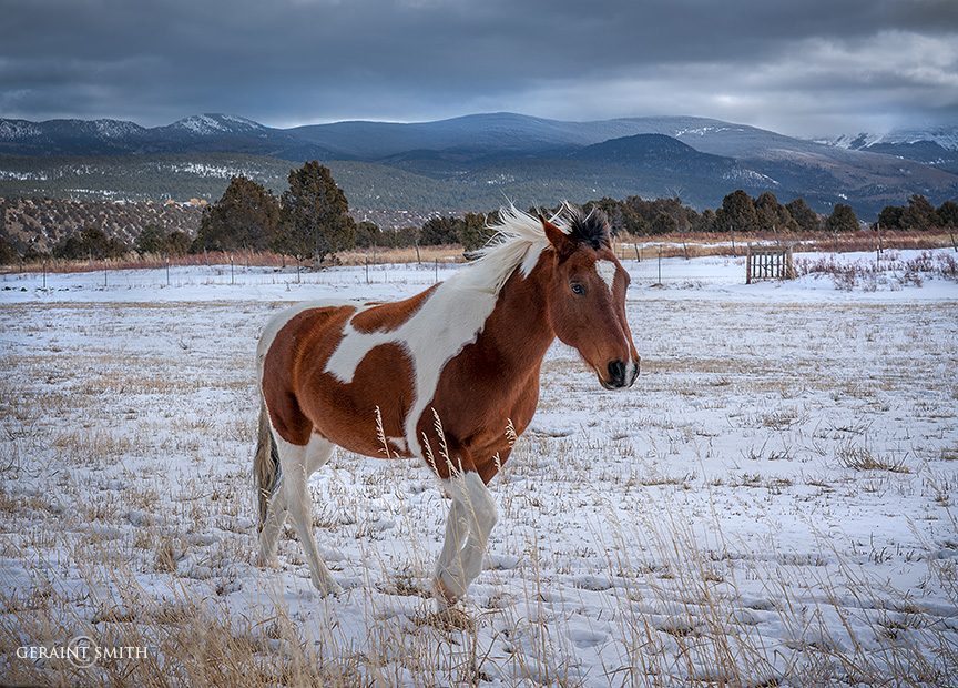 Pinto pony, Llano De San Juan, New Mexico.
