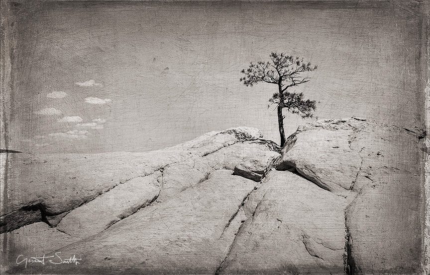 El Malpais Rocks and Tree