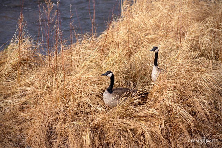 Canada Geese, Rio Grande, Pilar, NM