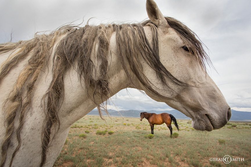 Horses, apart, together, New Mexico