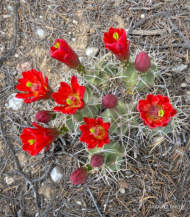 Claret Cup Cactus, Carson National Forest, NM