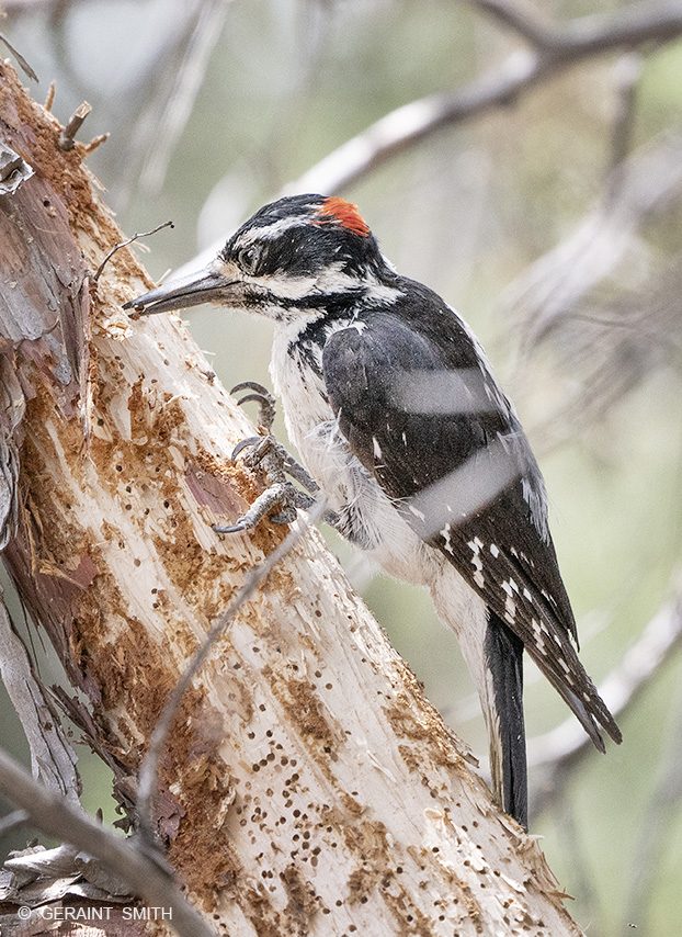 Hairy Woodpecker, San Cristobal, NM