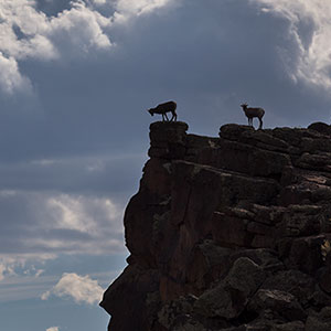 Bighorn Sheep Rio Grande Gorge.