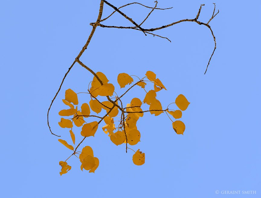 Blue Sky, Last Leaves, Hopewell Lake