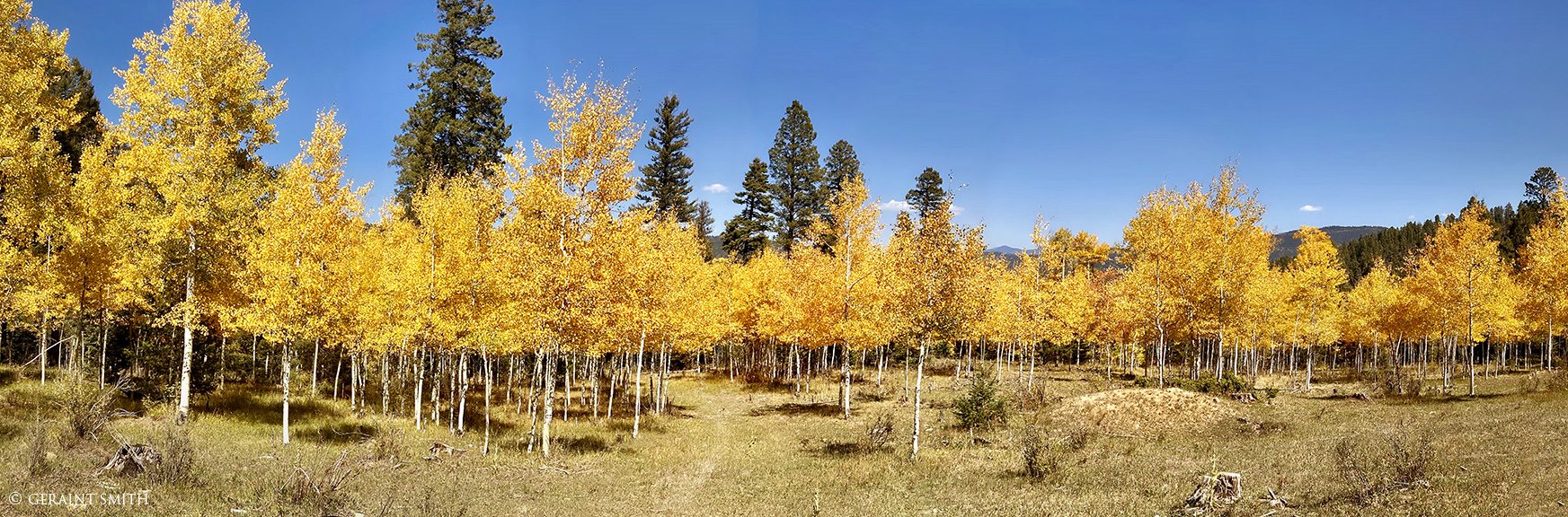Carson National Forest, FR 437 Garcia Park, New Mexico