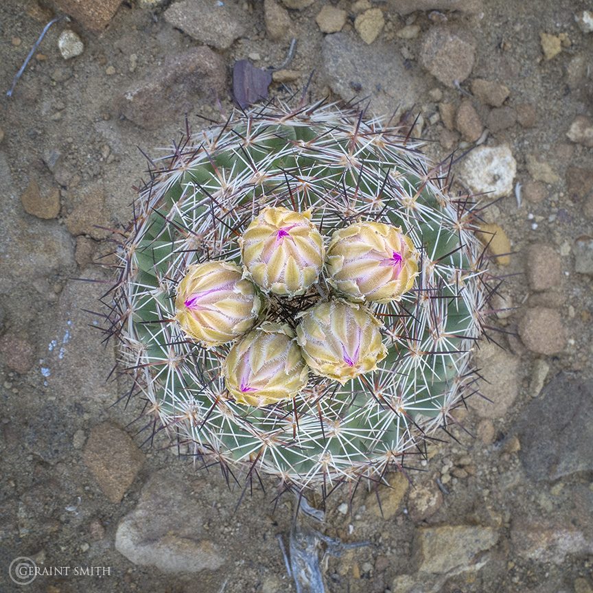 Cactus, Pueblo Alto Trail, Chaco Canyon