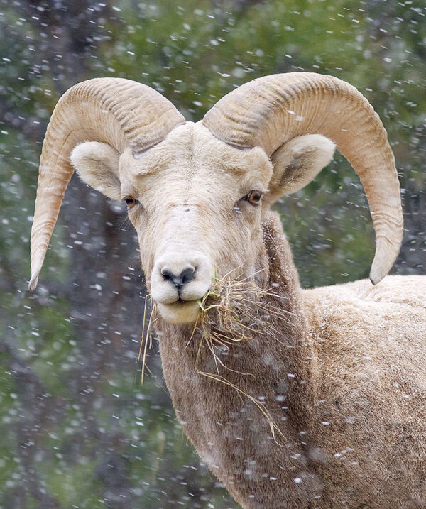 bighorn sheep 9384